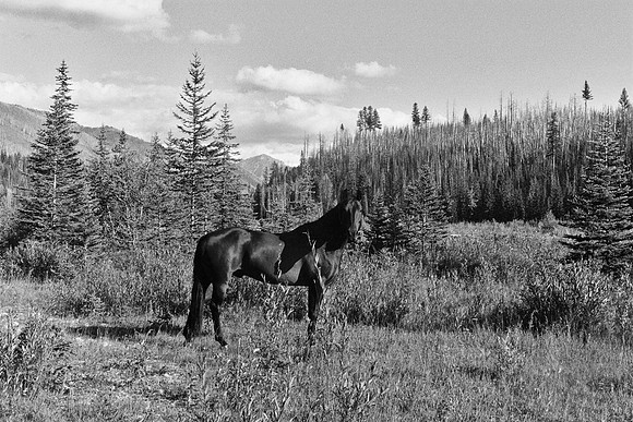 Mountain Horse