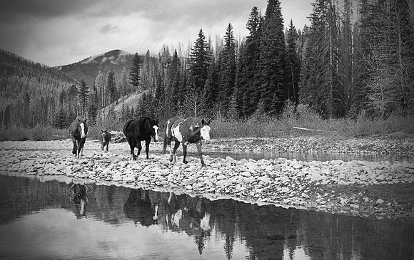 Montana Horse Reflections