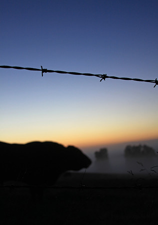 Foggy Morning Bull
