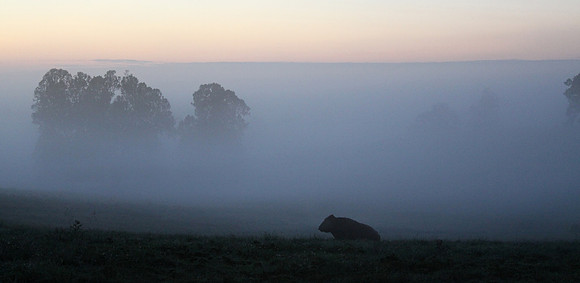 Foggy Bull