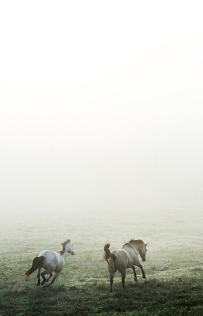 Foggy Frolick