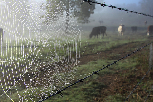 Webbed Pasture