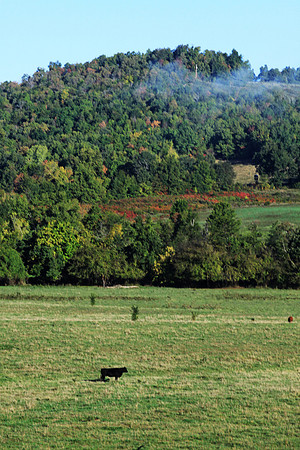 Autumn Ozark Cow