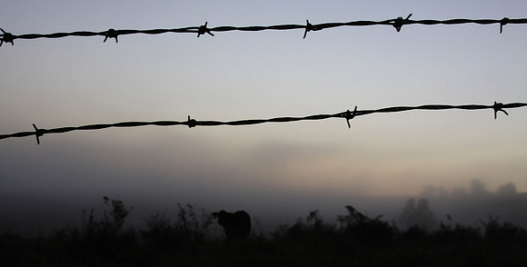 Barbwire cow