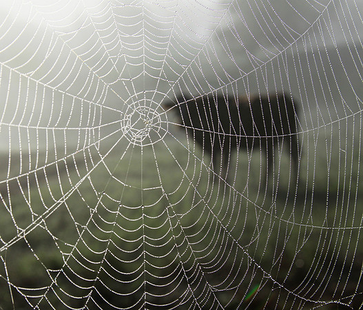 Webbed Cow