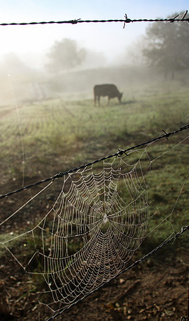 Spiderweb and Foggy Cow