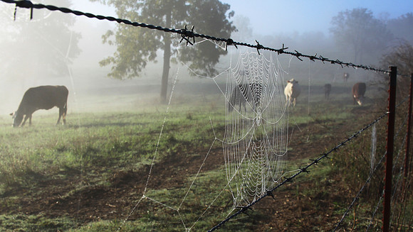 Spiderweb Pasture