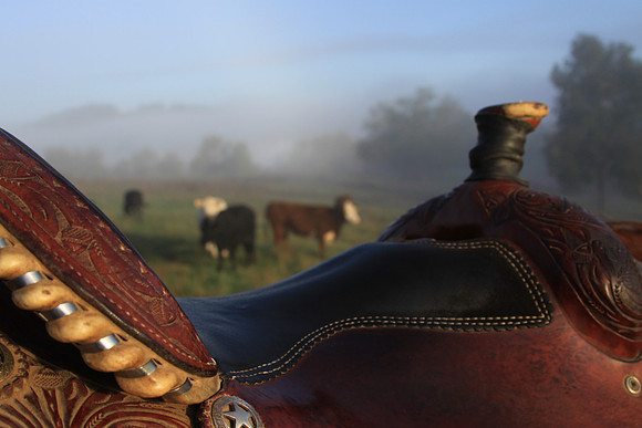 Saddled Cows