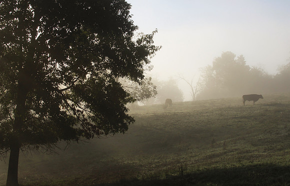 Foggy Cow Pasture