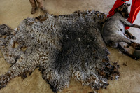 3.29.2026 Shearing Day