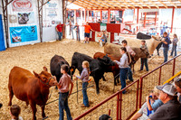 Searcy County Fair