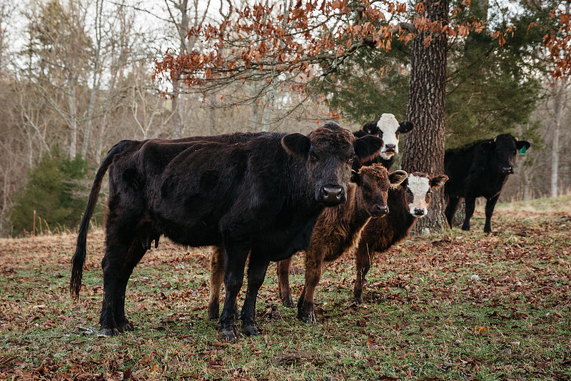 Triple R Ranch Bull Terra Fondriest | Triple R Ranch 3-16-21