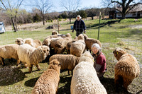 3.27.2024 Shearing Day in Arkansas