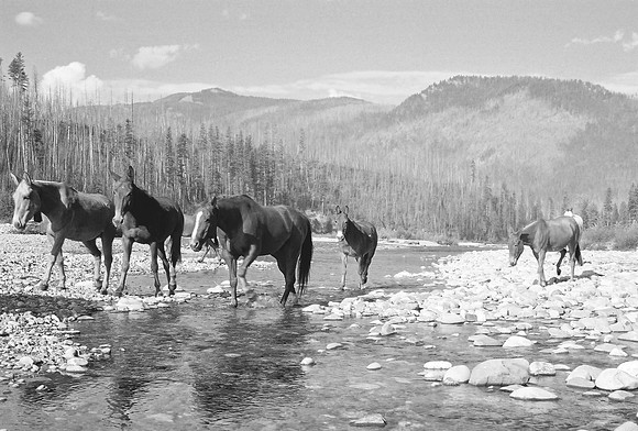 Mule Crossing
