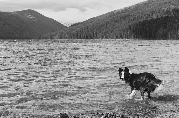 Retrieving By Big Salmon