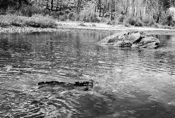 Penny Swims
