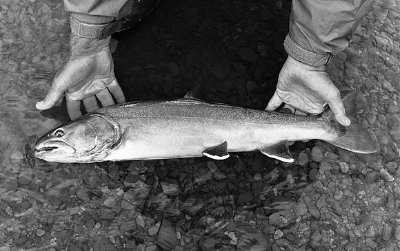 Bull Trout