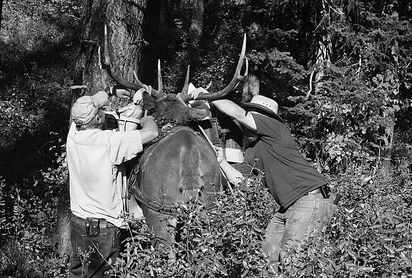 Elk Packing II