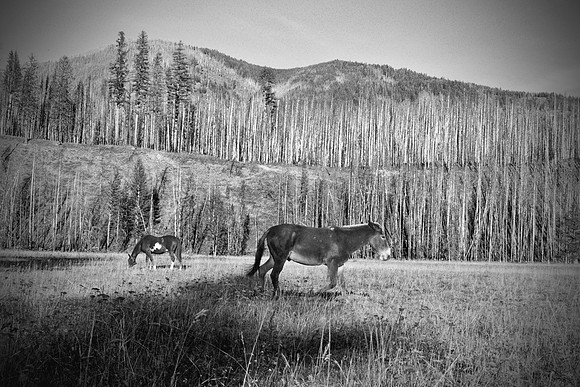 Mule and Field
