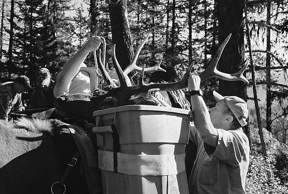 Elk Packing
