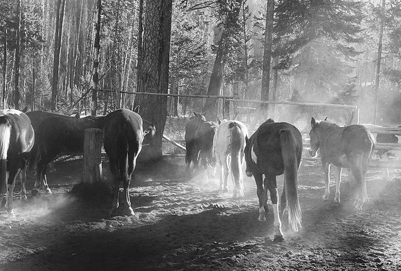 Corral Rays