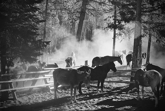 Dusty Corrals
