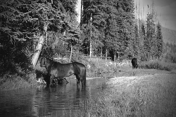 Buster in the Creek
