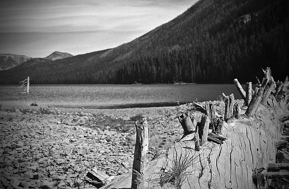 Old Pine on Big Salmon