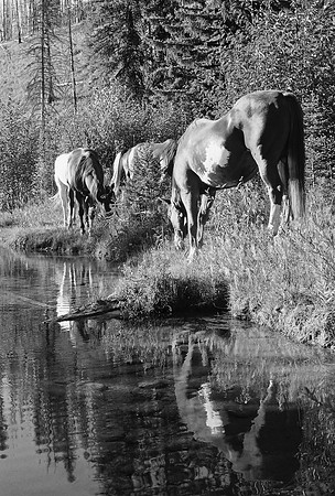 Creek Reflections