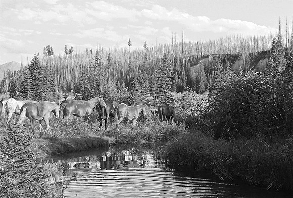 A Drink From the Creek