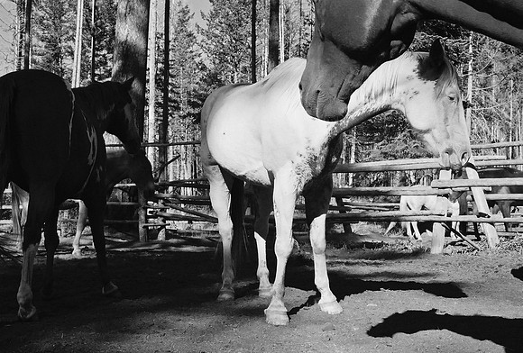 Corral Life
