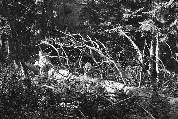 The Downed Pine