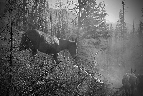 Downhill Mule